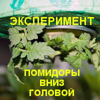 Томаты вверх ногами Томаты вверх ногами